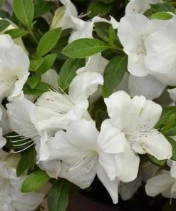 Garden Goods Direct Encore® Autumn Ivory® Azalea Shrubs