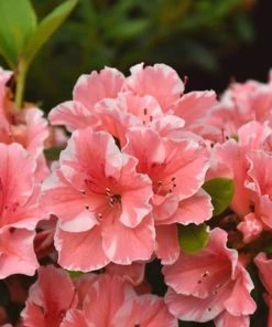 Garden Goods Direct Encore® Autumn Starburst® Azalea Shrubs 5 Garden Goods Direct Encore® Autumn Starburst® Azalea Shrubs