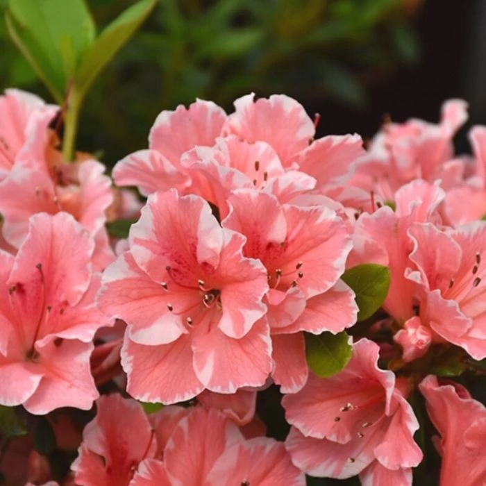 Garden Goods Direct Encore® Autumn Starburst® Azalea Shrubs 3 Garden Goods Direct Encore® Autumn Starburst® Azalea Shrubs