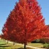 Garden Goods Direct Autumn Blaze Maple Trees