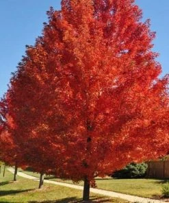 Garden Goods Direct Autumn Blaze Maple Trees