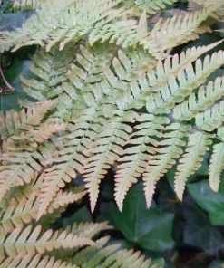 Garden Goods Direct Autumn Brilliance Fern Perennials