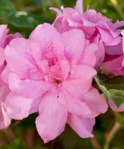 Garden Goods Direct Encore® Autumn Carnation® Azalea