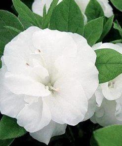 Garden Goods Direct Hardy Gardenia Azalea