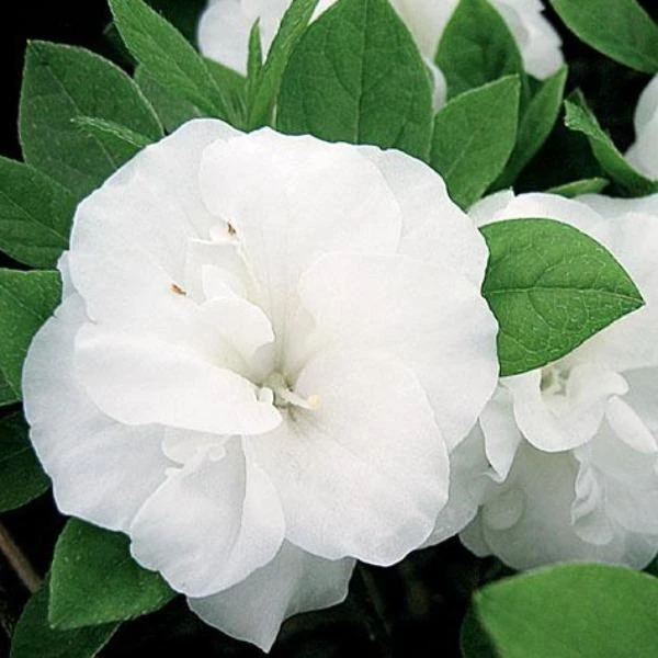 Garden Goods Direct Hardy Gardenia Azalea 2 Garden Goods Direct Hardy Gardenia Azalea