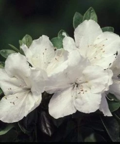 Garden Goods Direct Azalea Girards Pleasant White Shrubs