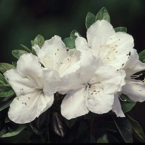 Garden Goods Direct Azalea Girards Pleasant White Shrubs 2 Garden Goods Direct Azalea Girards Pleasant White Shrubs