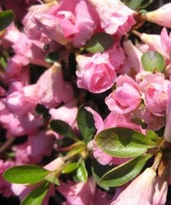 Garden Goods Direct Shrubs Rosebud Azalea