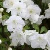 Garden Goods Direct Shrubs Gumpo White Azalea