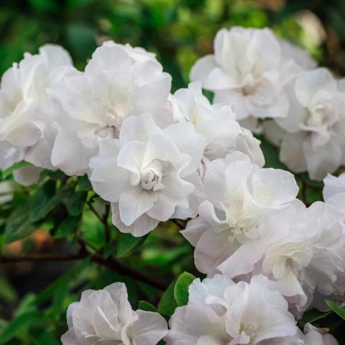 Garden Goods Direct Hardy Gardenia Azalea 1 Garden Goods Direct Hardy Gardenia Azalea