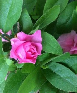 Garden Goods Direct Shrubs Rosebud Azalea