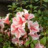 Garden Goods Direct Encore® Autumn Starburst® Azalea Shrubs