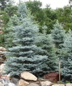 Garden Goods Direct Trees Baby Blue Spruce