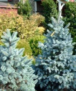 Garden Goods Direct Trees Baby Blue Spruce