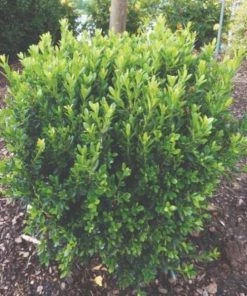 Garden Goods Direct Baby Jade™ Boxwood Shrubs