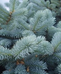 Garden Goods Direct Trees Baby Blue Spruce