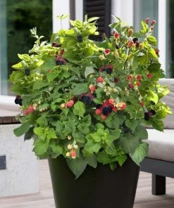 Garden Goods Direct Baby Cakes Blackberry Bushes