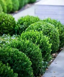 Garden Goods Direct Baby Gem™ Boxwood 7 Garden Goods Direct Baby Gem™ Boxwood