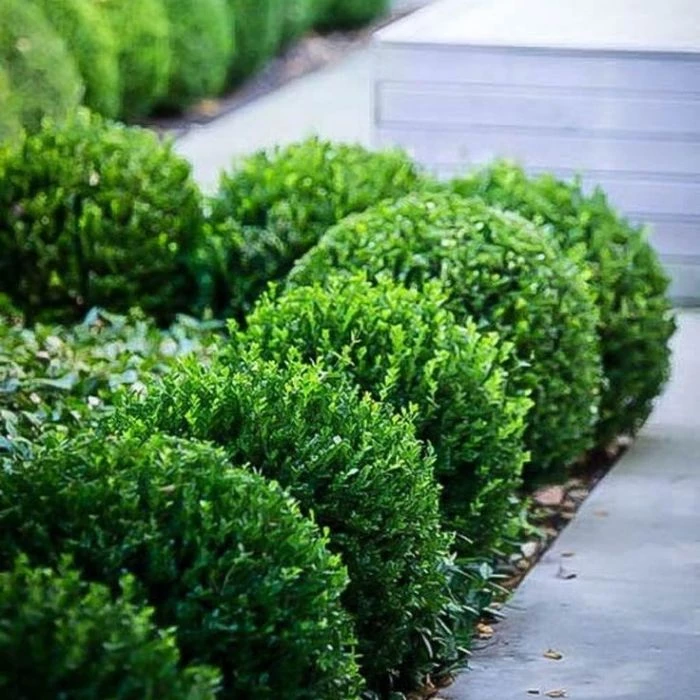 Garden Goods Direct Baby Gem™ Boxwood 4 Garden Goods Direct Baby Gem™ Boxwood