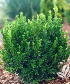 Garden Goods Direct Baby Jade™ Boxwood Shrubs