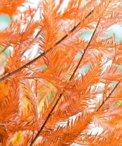 Garden Goods Direct Trees Bald Cypress 8 Garden Goods Direct Trees Bald Cypress