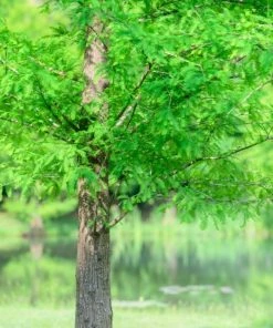 Garden Goods Direct Trees Bald Cypress 7 Garden Goods Direct Trees Bald Cypress