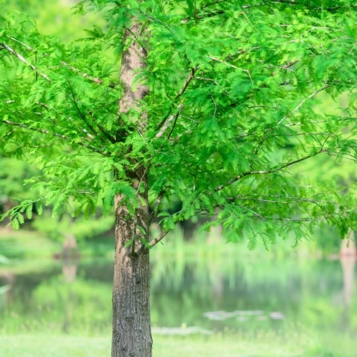 Garden Goods Direct Trees Bald Cypress 3 Garden Goods Direct Trees Bald Cypress