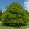 Garden Goods Direct Trees Bald Cypress