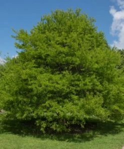 Garden Goods Direct Trees Bald Cypress