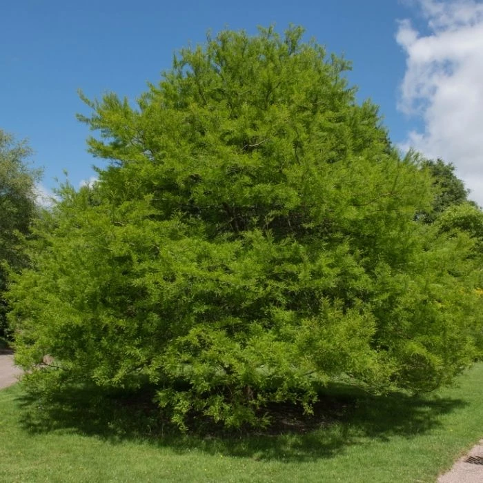 Garden Goods Direct Trees Bald Cypress 1 Garden Goods Direct Trees Bald Cypress