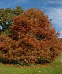 Garden Goods Direct Trees Bald Cypress