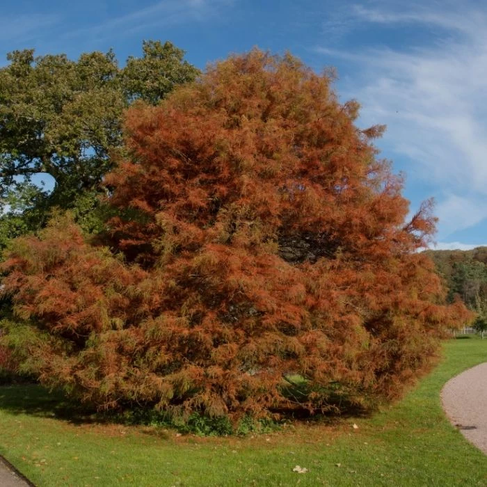 Garden Goods Direct Trees Bald Cypress 2 Garden Goods Direct Trees Bald Cypress