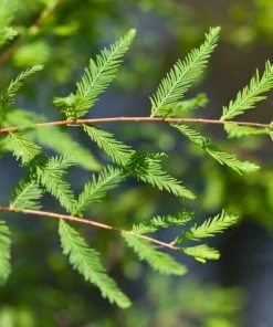Garden Goods Direct Trees Bald Cypress 9 Garden Goods Direct Trees Bald Cypress