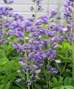 Garden Goods Direct Blue False Indigo 5 Garden Goods Direct Blue False Indigo