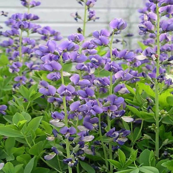 Garden Goods Direct Blue False Indigo 3 Garden Goods Direct Blue False Indigo