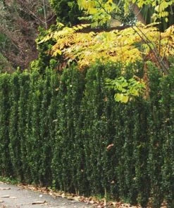 Garden Goods Direct Shrubs Green Pillar Boxwood