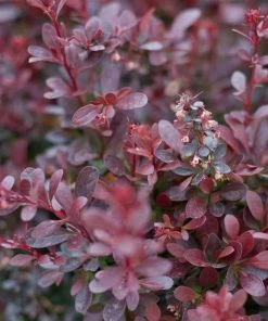 Garden Goods Direct Crimson Pygmy Barberry Shrubs