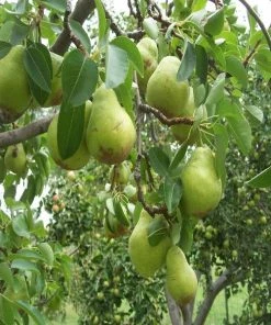 Garden Goods Direct Trees Bartlett Pear Tree