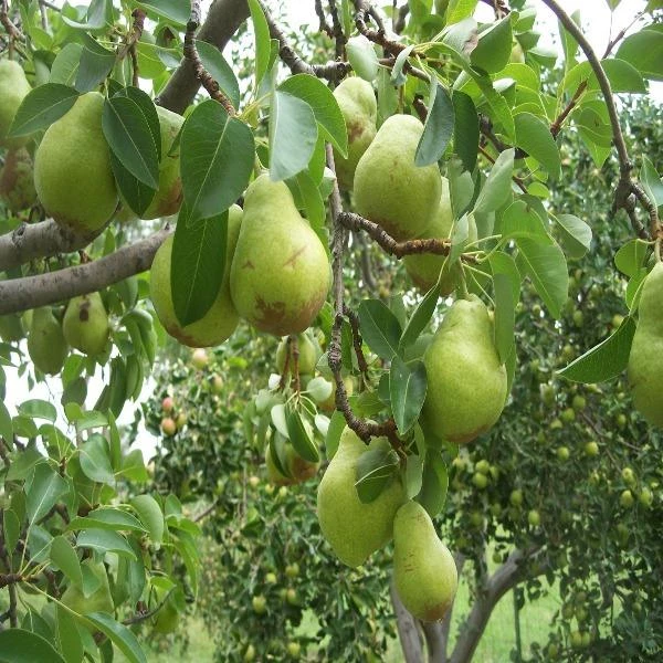 Garden Goods Direct Trees Bartlett Pear Tree 2 Garden Goods Direct Trees Bartlett Pear Tree