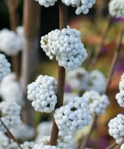 Garden Goods Direct Beautyberry Plump & Plentiful™ Snow Star 6 Garden Goods Direct Beautyberry Plump & Plentiful™ Snow Star