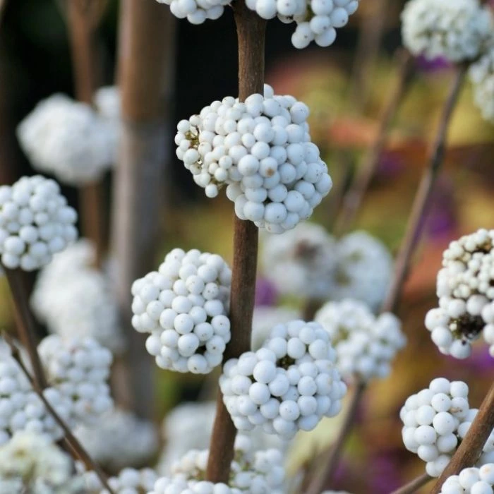 Garden Goods Direct Beautyberry Plump & Plentiful™ Snow Star 3 Garden Goods Direct Beautyberry Plump & Plentiful™ Snow Star