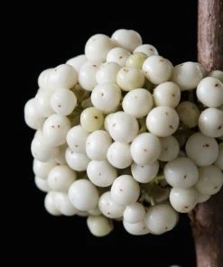 Garden Goods Direct Beautyberry Plump & Plentiful™ Snow Star 7 Garden Goods Direct Beautyberry Plump & Plentiful™ Snow Star