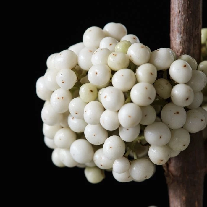 Garden Goods Direct Beautyberry Plump & Plentiful™ Snow Star 4 Garden Goods Direct Beautyberry Plump & Plentiful™ Snow Star