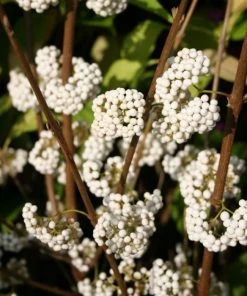 Garden Goods Direct Beautyberry Plump & Plentiful™ Snow Star