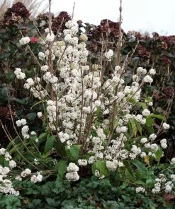 Garden Goods Direct Beautyberry Plump & Plentiful™ Snow Star