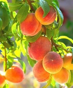 Garden Goods Direct Belle Of Georgia Peach Tree Trees