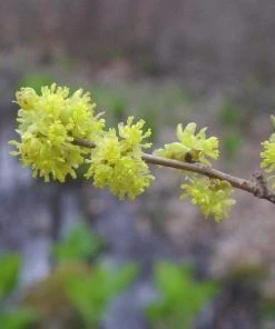 Garden Goods Direct Spicebush Shrubs