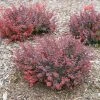 Garden Goods Direct Proven Winners® Color Choice® Sunjoy® Mini Salsa Barberry