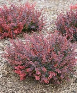 Garden Goods Direct Proven Winners® Color Choice® Sunjoy® Mini Salsa Barberry