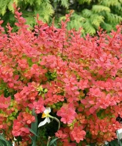 Garden Goods Direct Proven Winners® Color Choice® Sunjoy® Tangelo Barberry